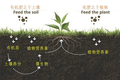 施用有机肥对农作物的营养吸收有何影响？